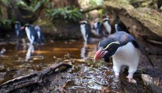 طيور البنجوين تغزو نيوزيلندا- أرشيفية