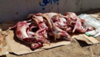 جدة تحبط تهريب 362 ذبيحة فاسدة في عيد الأضحى
