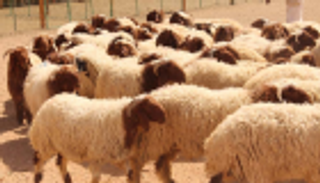 913 ألف أضحية بمشروع السعودية للإفادة من الهدي 