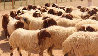 أضاحي - أرشيفية