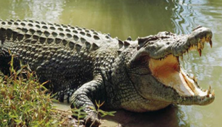 التمساح سحب الضحية من ظهر زورق خشبي صغير - أرشيفية