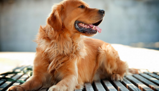 منع الكلب من الطعام حتى يتوقف عن النباح أحد وسائل التدريب - أرشيفية