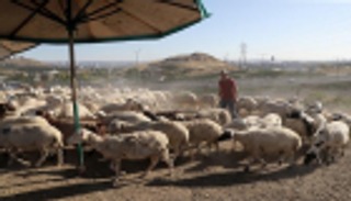 الأزمات تحاصر قطاع اللحوم في تركيا