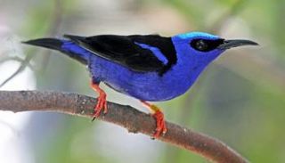 طائر هاواي الباحث عن العسل