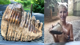 عثر على سن الحيوان طفل في الـ١٢ من عمره