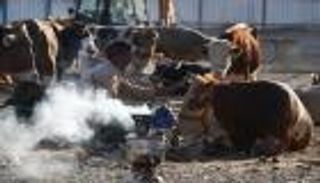 الأزمات تحاصر قطاع اللحوم في تركيا