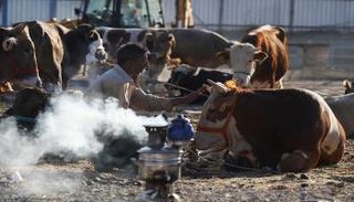 سوق مواشي في إسطنبول- رويترز