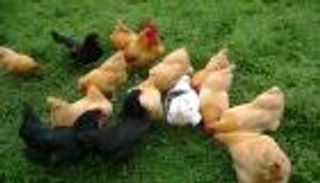 جهاز جديد يكتشف "السالمونيلا" في الطعام خلال ساعات