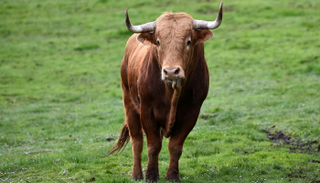 المزارع ضرب الثور بالعصى على عينه اليمنى - أرشيفية