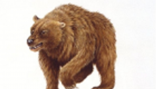 دراسة: زحف البشر وراء انقراض دب الكهوف