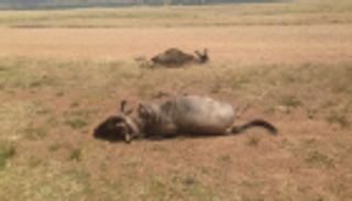 طائرة تصطدم بحيوانات خلال هبوطها في كينيا