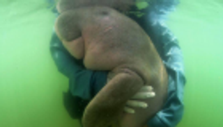 البلاستيك يقتل "مريم" نجمة مواقع التواصل في تايلاند