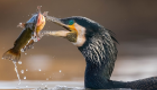 "البجعة الواثبة" تحصد جائزة مسابقة دولية لتصوير الطيور