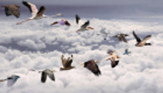 مشروع عالمي لرصد حركة الحيوانات عبر الفضاء 