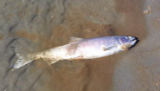 نفوق أعداد ضخمة من السلمون في ألاسكا