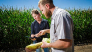   بشرى لمزارعي الموز.. حماية المحاصيل بتقنيات الذكاء الاصطناعي 