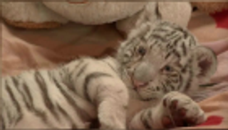 مسابقة لاختيار أسماء 3 أشبال في بيرو 