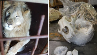 التجارة بعظام الأسود