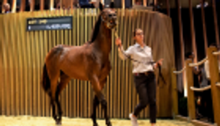 أغلى مهر في العالم.. من إسطبلات خيول دبي