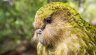 طائر "غريب الأطوار" يسجل رقما قياسيا بأعداده