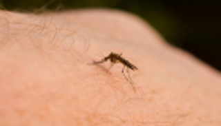 6 ملايين إصابة بالملاريا في بوروندي خلال 2019