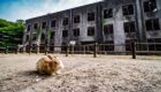 أوكونوشيما.. رحلة خاصة في جزيرة الأرانب اليابانية 