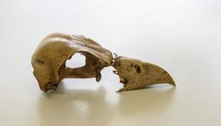 جزء من عظام الصقر التي شملها البحث