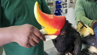 الطائر أبو قرن