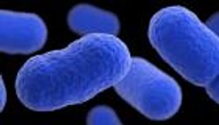 تحذير دولي من تفشي "الليستيريا".. 150 إصابة في إسبانيا