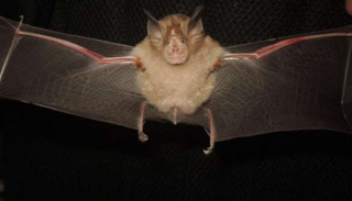 خفاش حدوة الحصان