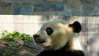 قبل انتقاله للصين.. باندا عملاق يحتفل بعيد ميلاده في واشنطن