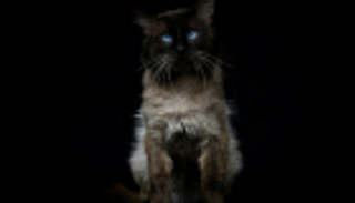 القط المجرم يساعد أخطر سجناء كوستاريكا