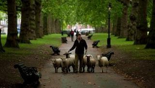 سباق الرعاة في ألمانيا مسجل ضمن قائمة "يونسكو"