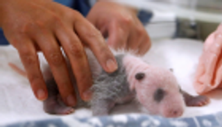 باندا "وردي" يبهر جمهور حديقة بلجيكية