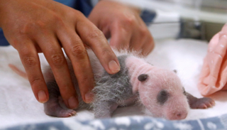 الباندا الصغير أطلق عليه اسم "الروبيان الوردي"