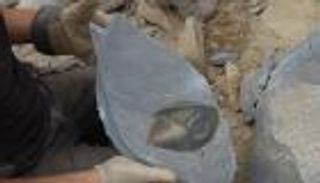 عمره 500 مليون سنة.. كائن مفترس يدخل قائمة حياتنا