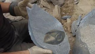 حفريات الكائن المكتشف