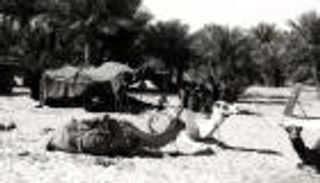 رحلات "المقيظ" الإماراتية.. الغوص في أشهر الصيف