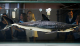 خوفا من انقراضه.. مطالب بحماية القرش الأسرع في العالم