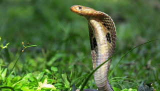 الأفعى شوهدت في وقت لاحق بمدخل أحد المباني