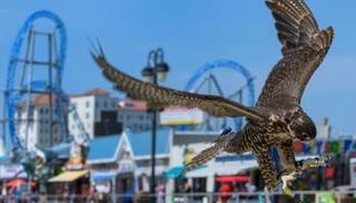 طيور جارحة لإبعاد النورس عن ممشى سياحي في بلدة أميركية