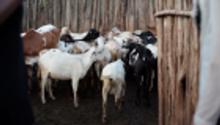 12 قتيلا بجريمة "عابرة للحدود" لسرقة ماعز