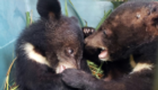 إنقاذ 5 دببة مهددة بالانقراض في لاوس