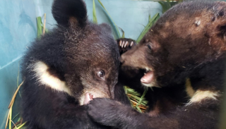 أحد الدببة الصغيرة بعد إنقاذها