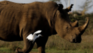 تلقيح وحيد القرن الأبيض صناعيا لإنقاذه من الانقراض