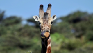 قواعد دولية للاتجار بالزرافات وأسماك القرش 