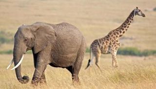 تجارة لحوم الأدغال تهدد الحيوانات البرية - أرشيفية