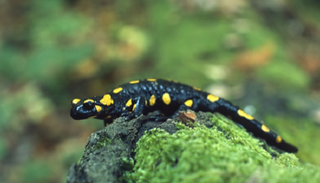 حيوان السمندر