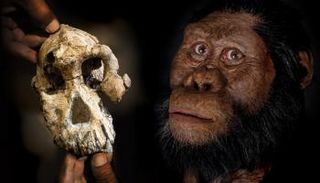 الجمجمة تنتمي للنوع البشري أسترالوبيثيكوس أنامنسيس