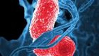 لقاح يواجه بكتيريا مميتة تهاجم الرئة والدم